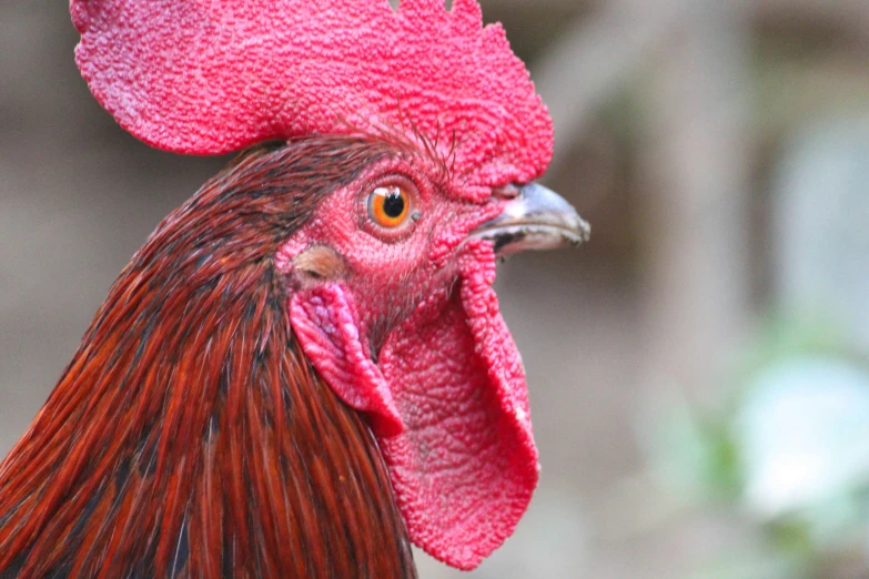 a close up of a rooster's head with a blurry background