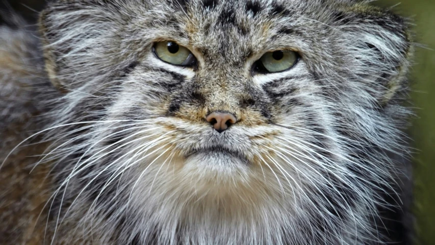 a very cute furry cat staring into the camera