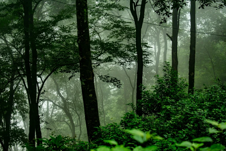 dark, foggy trees and green shrubs in a forest