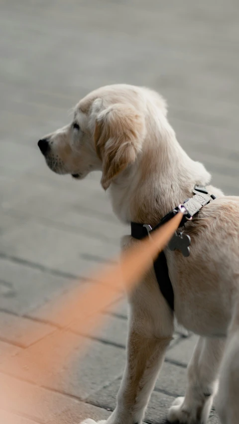 a small white dog with it's leash on