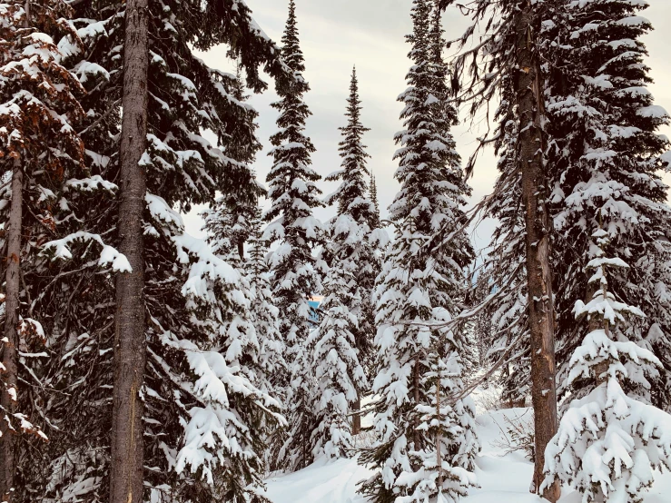 a group of trees covered in snow and some skiers