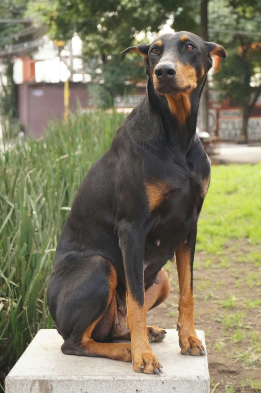 a black and brown dog sitting on the ground