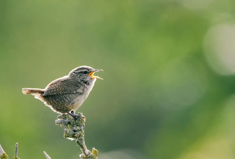 a small bird is standing on top of a small nch