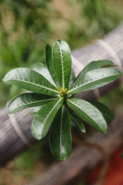 small green plant coming out from between a cable