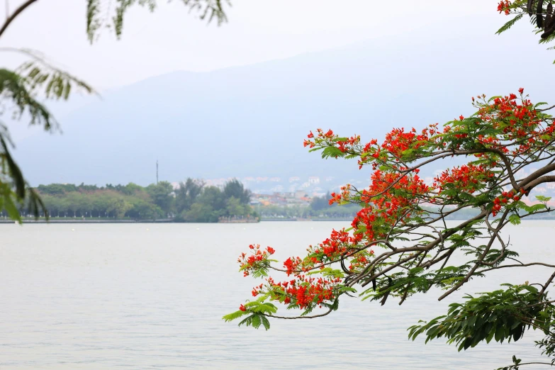 a beautiful red flowers are in the foreground of a river