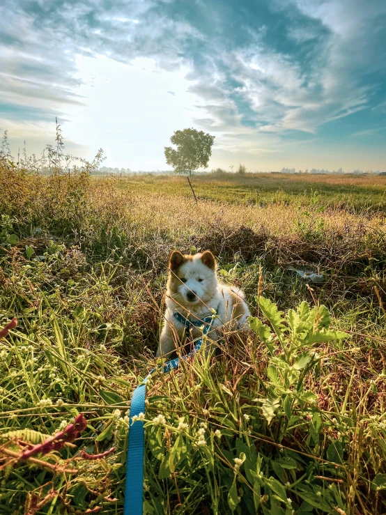 there is a white dog in a field with lots of grass