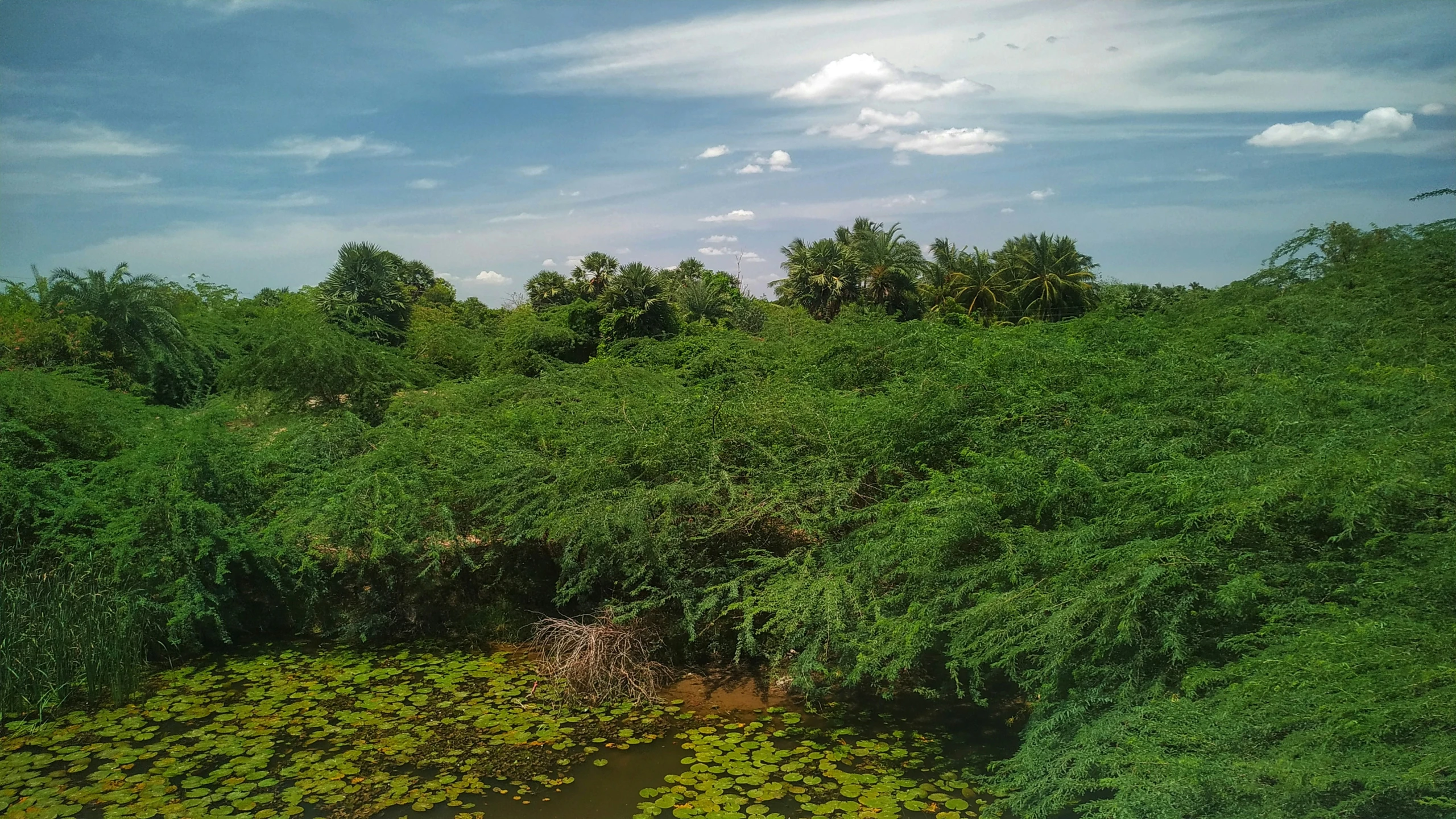 the water is full of plants and grass