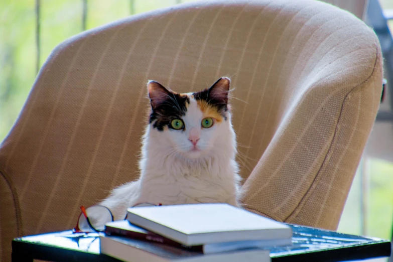 a cat sits on an old chair next to books