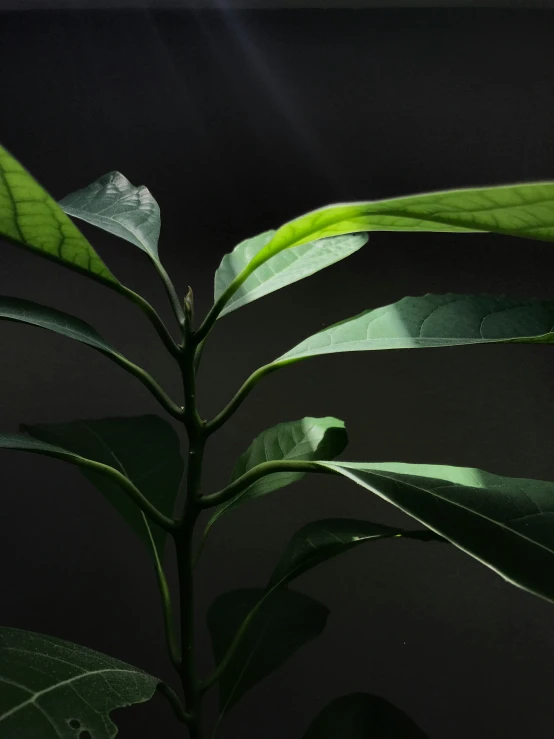 a green plant in the darkness on a dark background