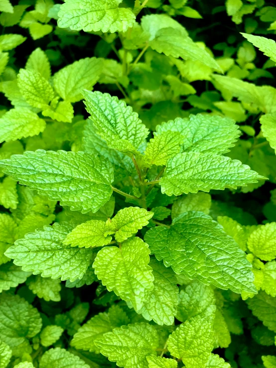 a very close up picture of leaves