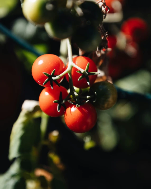 a close up view of a tomato plant with red ripe fruits