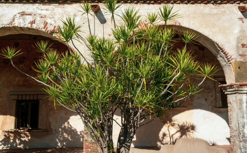 a plant is on display outside a building