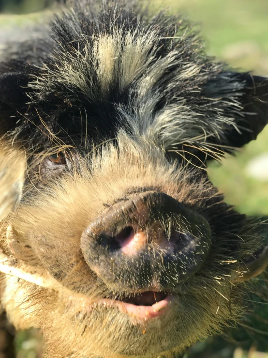 a pig is showing its tongue with his nose open