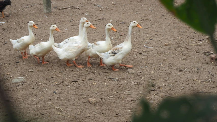 a group of ducks walking through the dirt together