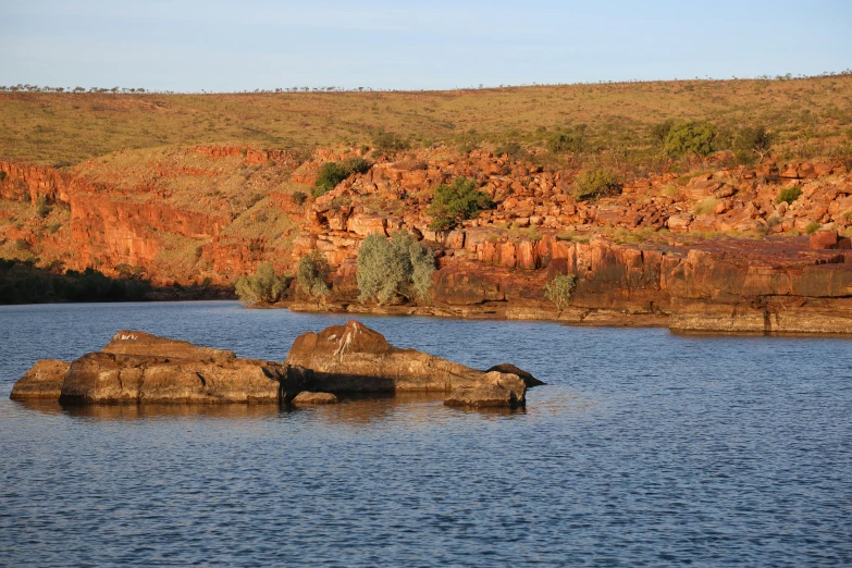 a rocky shoreline with animals swimming on it