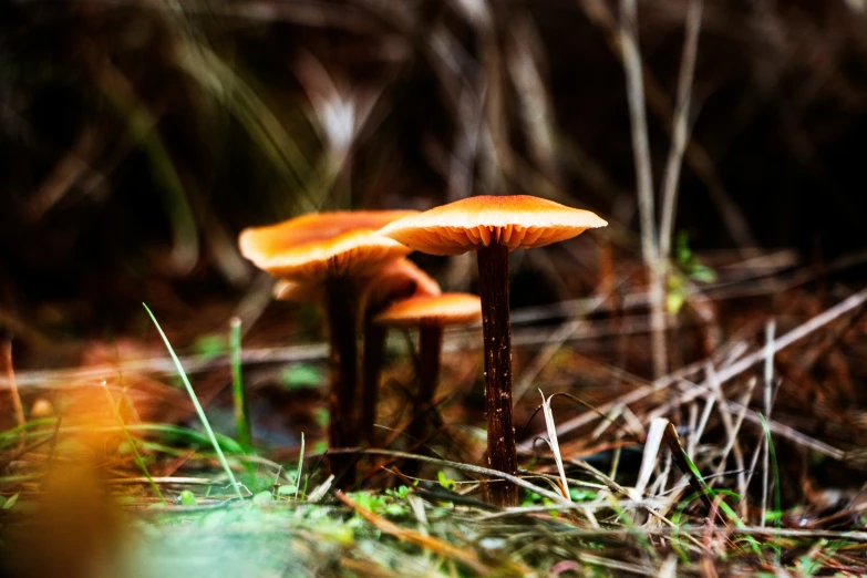 two mushrooms sit on the grass together in the forest