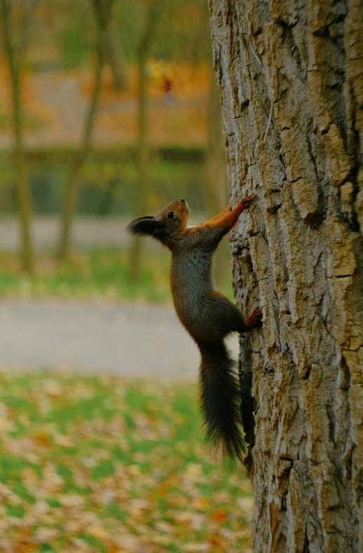 a little squirrel climbing the side of a tree