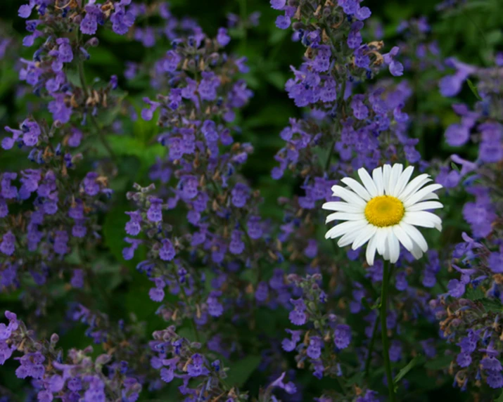 a large white daisy surrounded by purple flowers