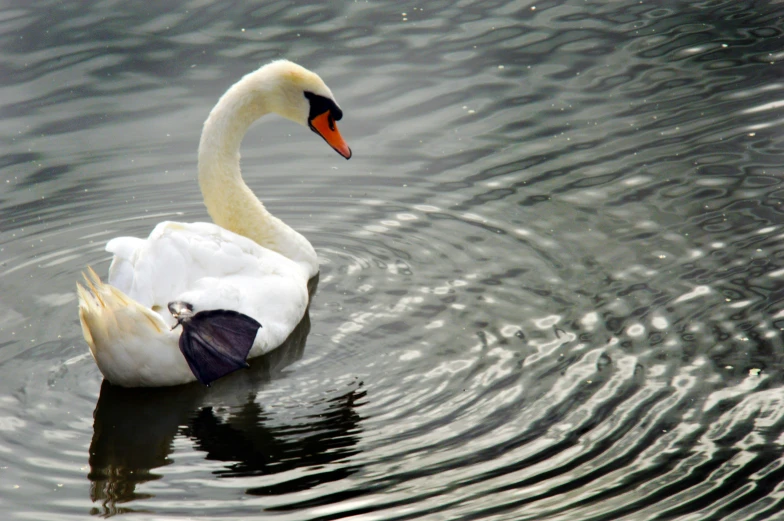 a white duck floating on top of water