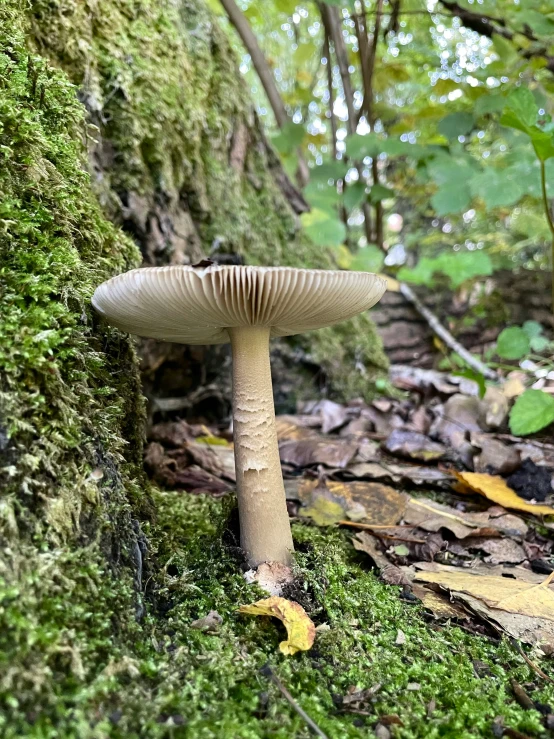 a mushroom grows on a moss covered surface