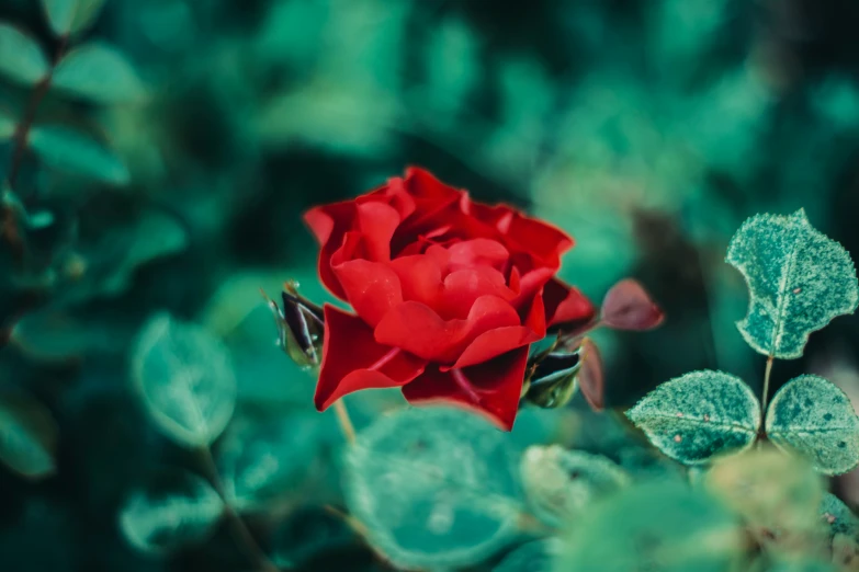 there is a single red rose with green leaves