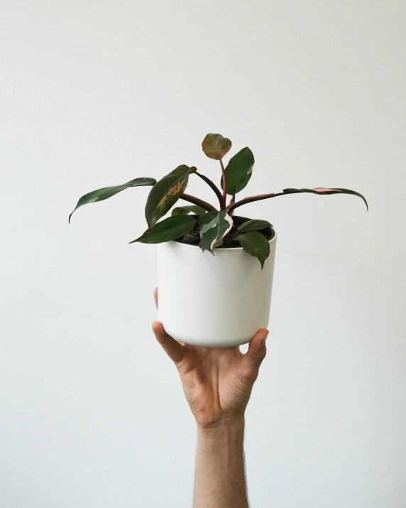 someone holding up a plant inside of a white vase