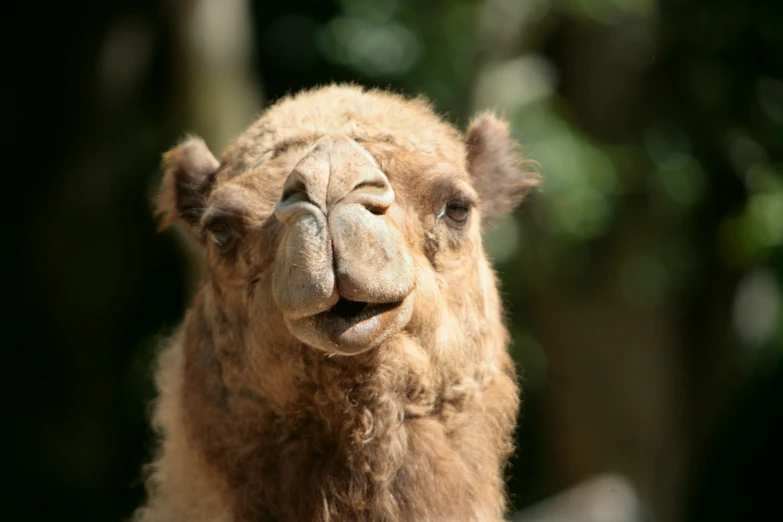 a close - up of a camel with it's eyes open