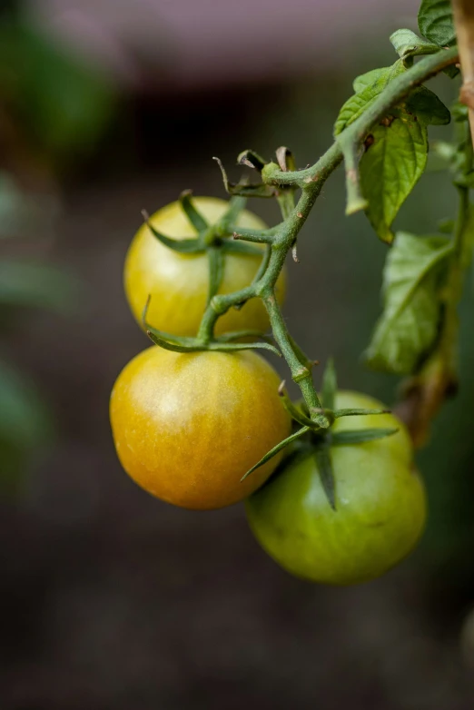 two tomatoes growing on a vine in an outdoor garden