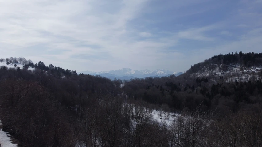 a snow covered hillside with many trees on it