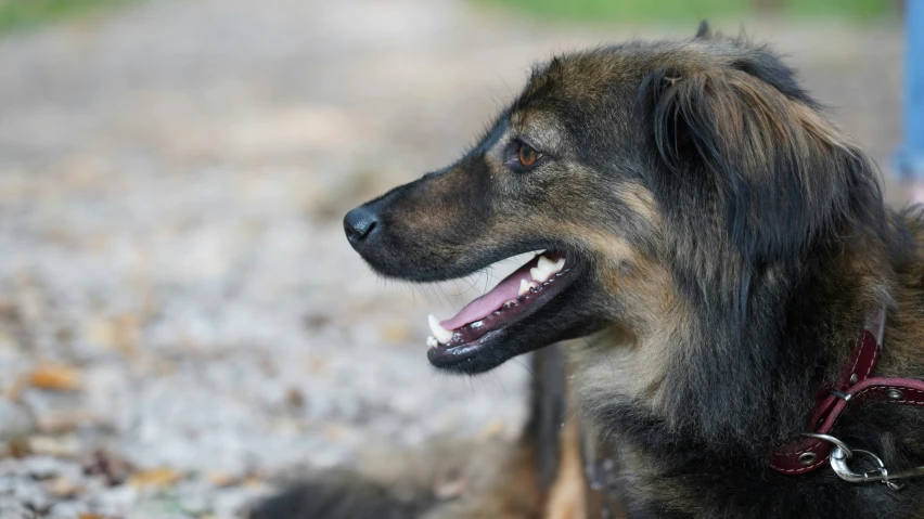 an old dog with his mouth open is next to the person in blue jacket