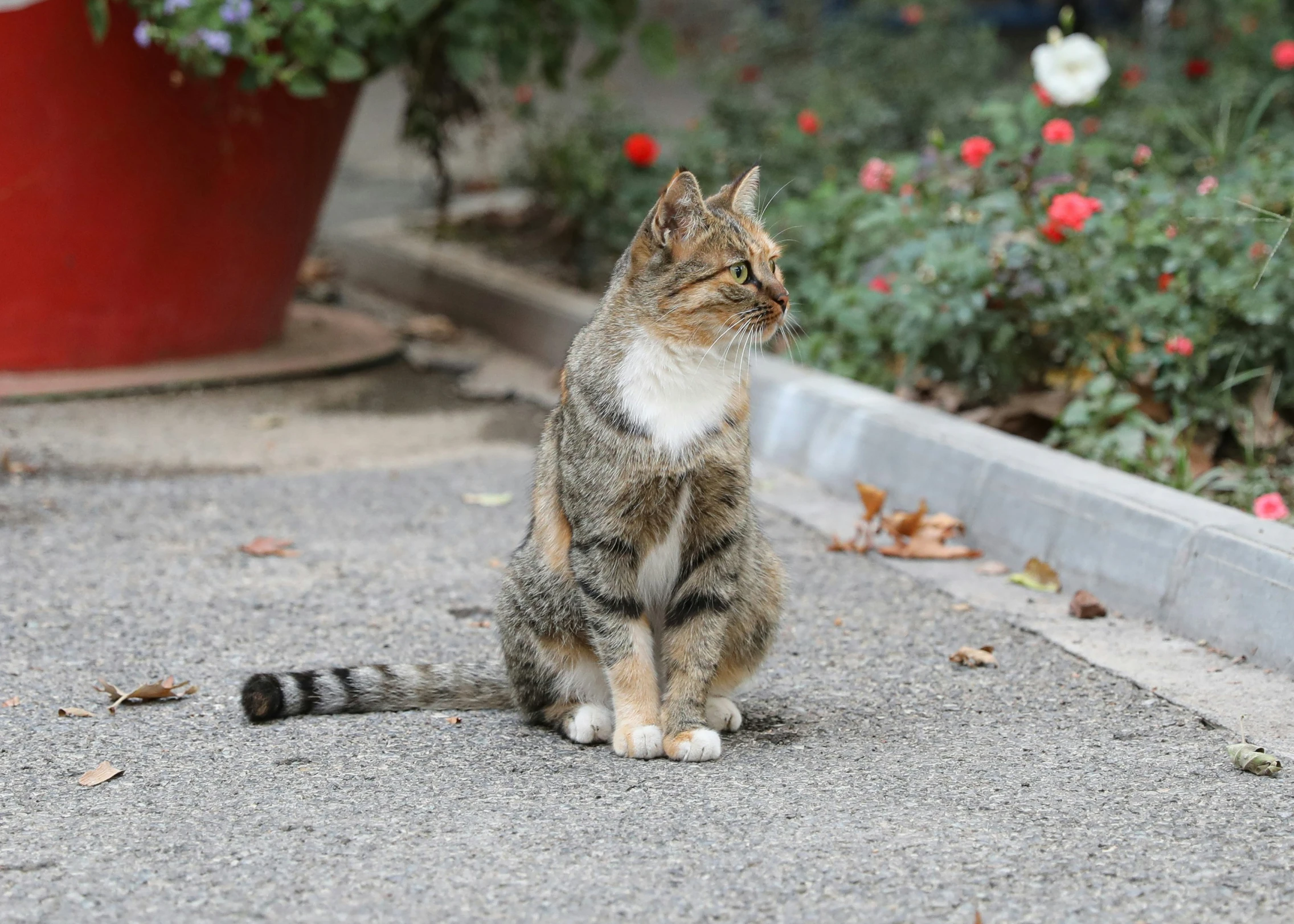 cat sitting on asphalt in front of potted plants