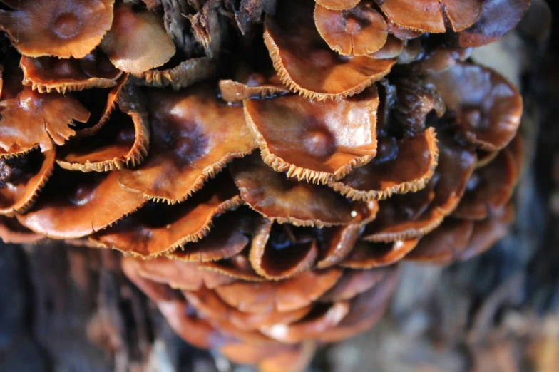 the underside of some fungus or soing growing on a tree