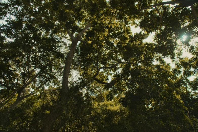 a large amount of green leaves on the tree nches