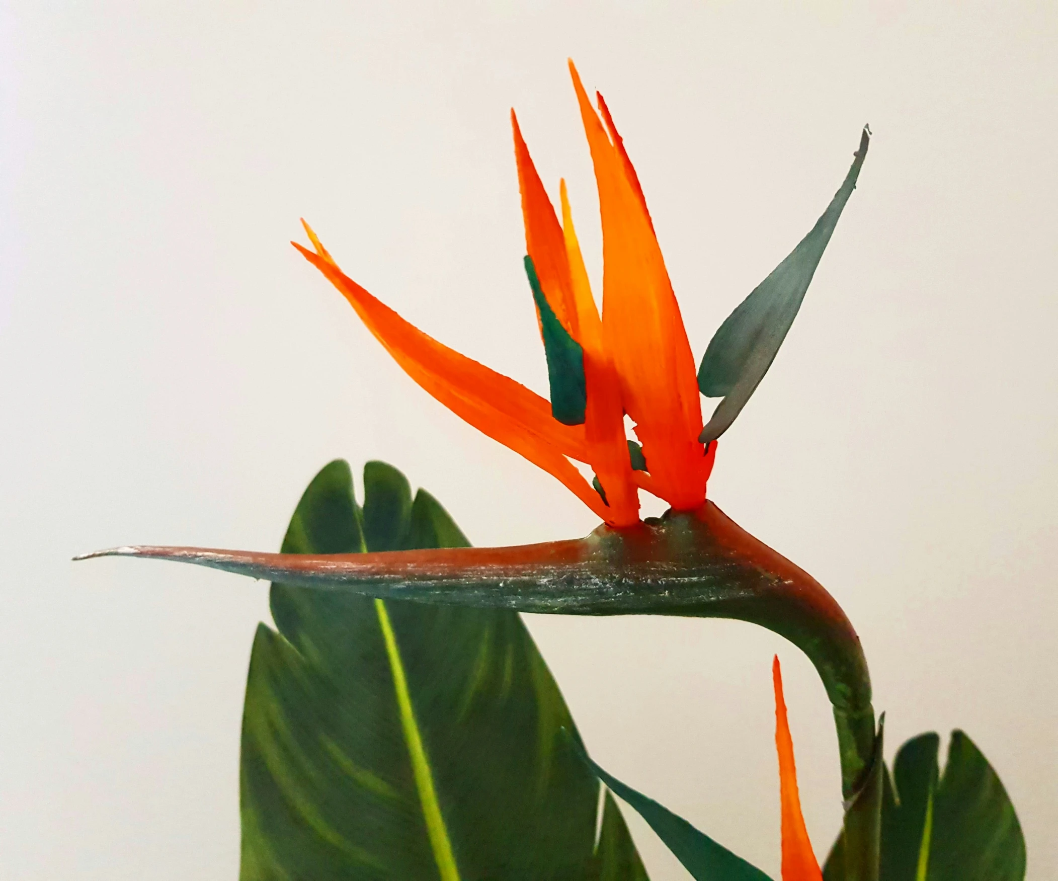 a very pretty red and orange flower by some big leaves