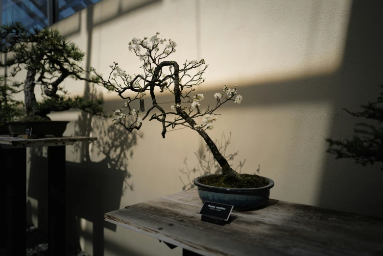 a bonsai tree with flowers and moss sitting on a table