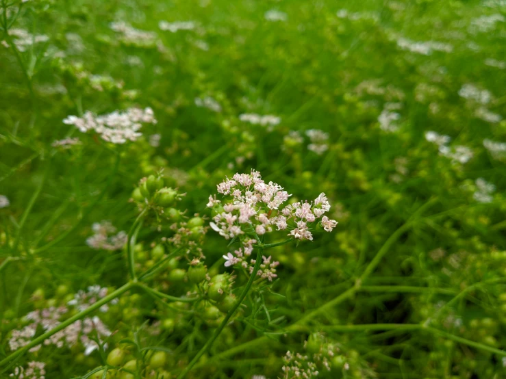 the plant is in bloom, but the flower is still there