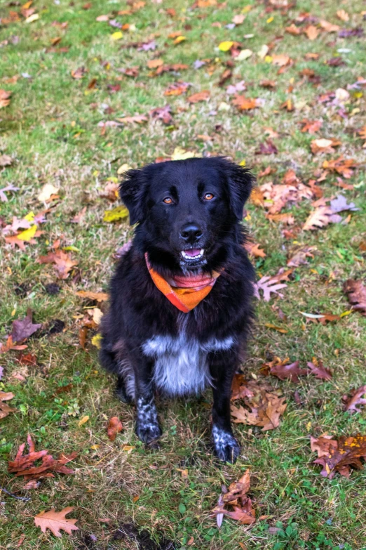 a black dog sitting in leaves covered ground