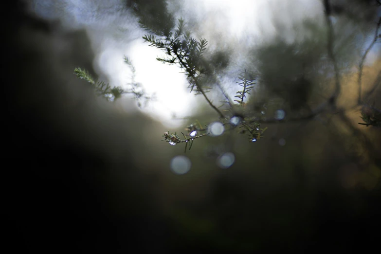 a tree with rain drops on it is standing in front of some clouds