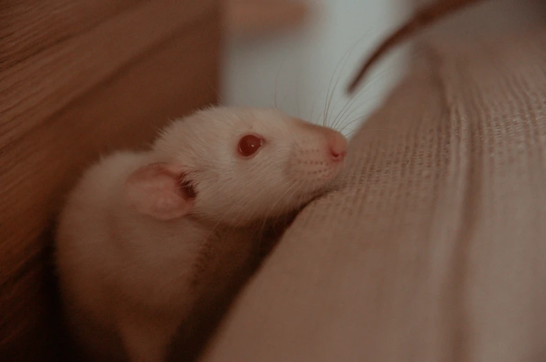 a small white rat is peaking out from between two wooden boards