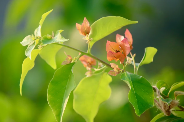 a group of small flower buds on a green leaf