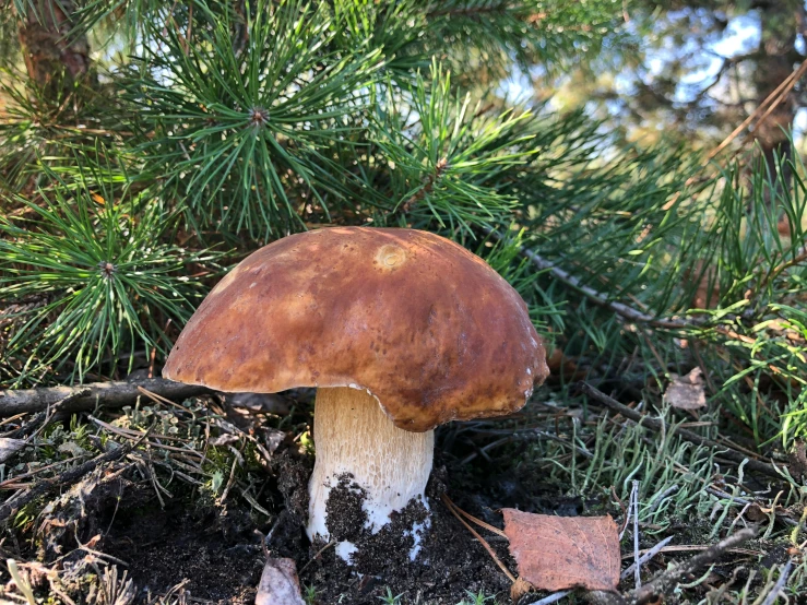 a mushroom sits on the ground among some trees