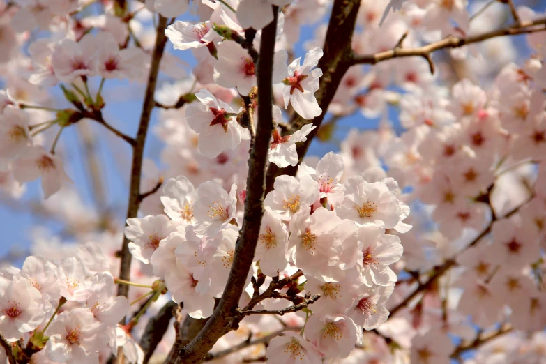the pink cherry blossoms are blooming on the tree