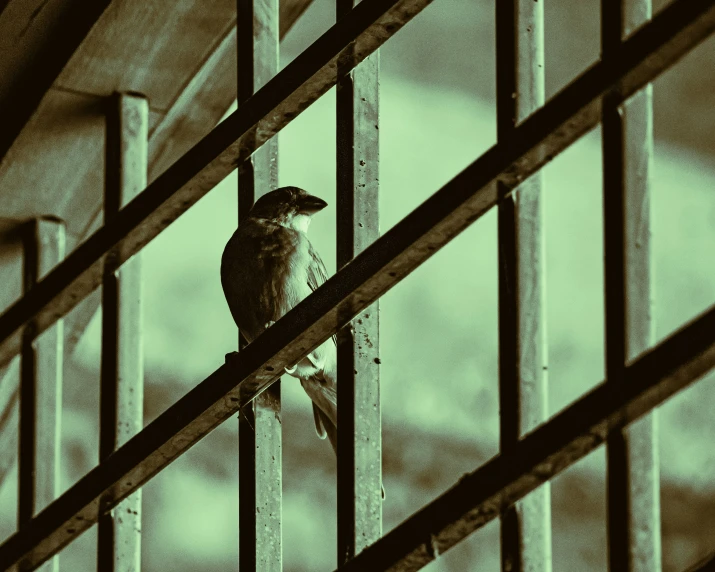 small bird sitting in the middle of metal bars