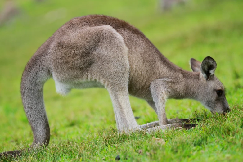 a large kangaroo standing on top of a lush green field