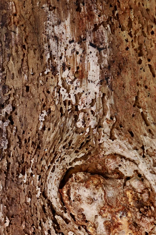 an old tree with many little holes on it