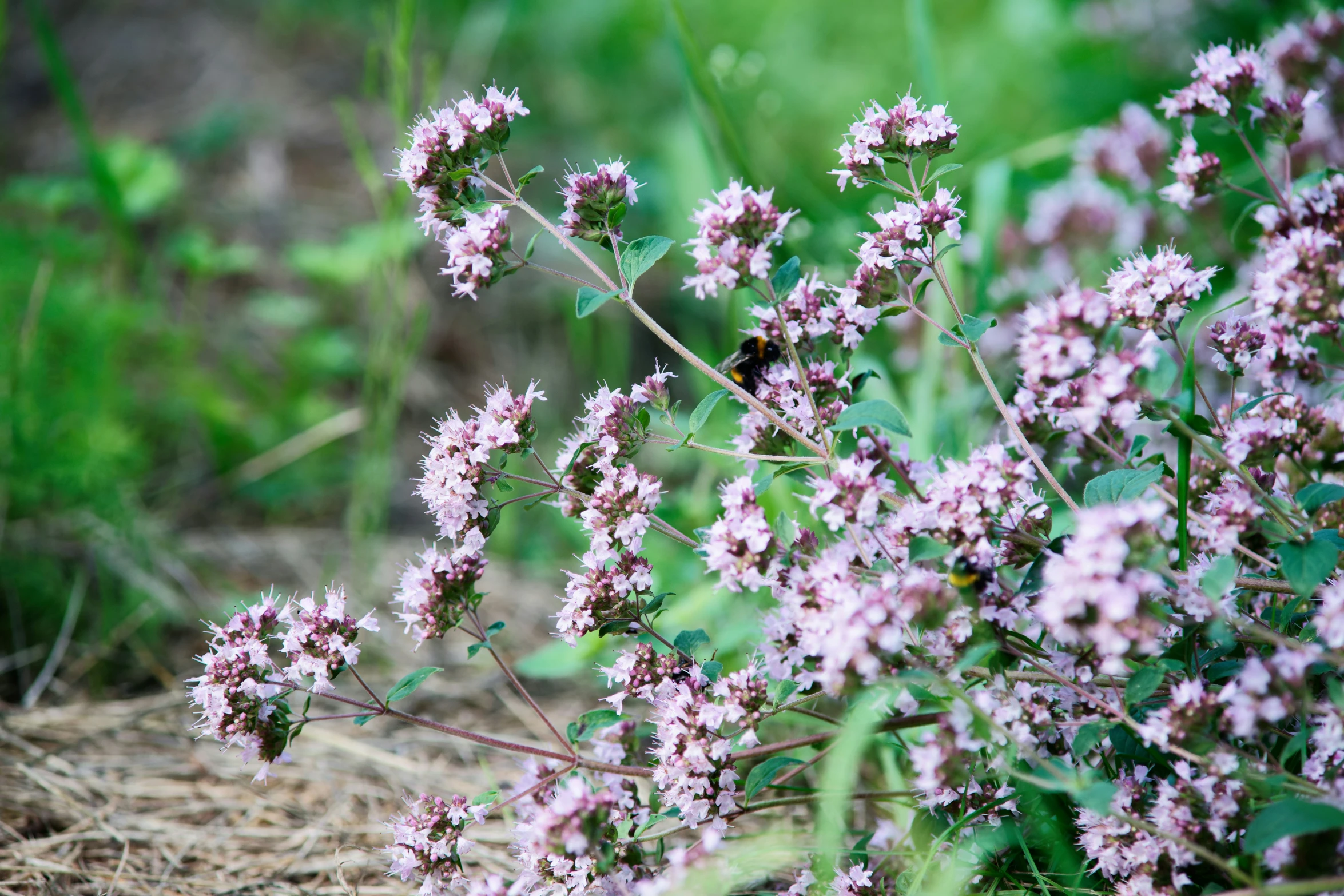 pink flowers with insects and grass in the background