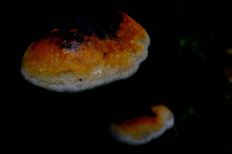 the bread is ready to be eaten from the oven