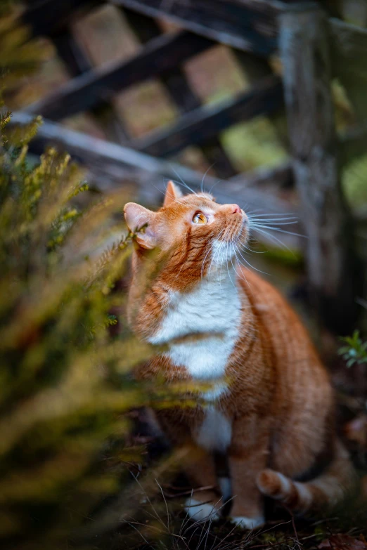 an orange and white cat sits on the ground next to shrubs