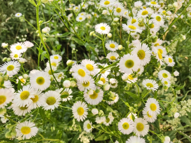 wild daisies grow in the background with a blurred forest in the foreground