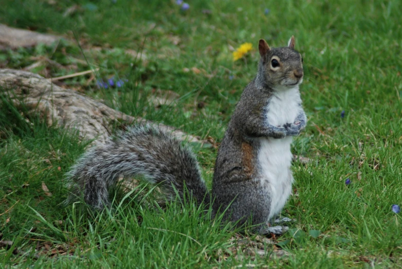 an adorable little squirrel that is holding soing in its hand